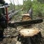 На востоке Крыма незаконно вырубили 200 деревьев