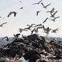 Нарушающая Закон свалка строительного мусора на виноградниках «Ливадии» разрослась втрое
