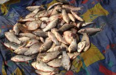 В Северо-Крымском канале браконьер наловил рыбы на 16 тыс. гривен.