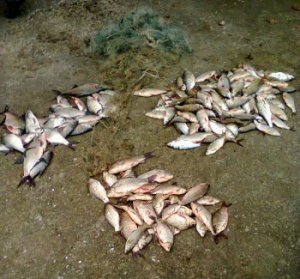 В Крыму задержали рыбака с 40 кг незаконного улова