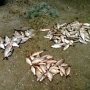 В Крыму задержали рыбака с 40 кг незаконного улова