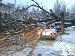 В Керчи дерево рухнуло на автомобиль