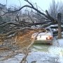 В Керчи дерево рухнуло на автомобиль