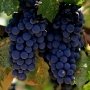 «Магарач» увеличит площадь виноградников в 3,3 раза