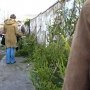 К Новому году в Крыму заготовят для продажи 8 тыс. елок