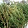 Ради Нового года крымские лесники срубят 8 тыс. елок
