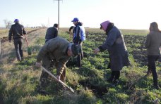 В Крыму 1,4 тыс. человек высадили деревья вдоль дорог