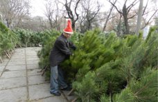 Стоимость новогодних деревьев в Крыму останется на уровне прошлого года