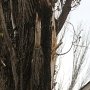 В Керчи на жилой дом рухнул тополь