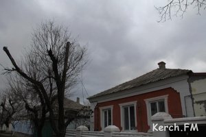 В Керчи из-за ветра упали деревья и оборвали электропровода
