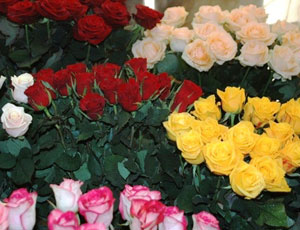 Эхо Евромайдана: В Севастополе снесут цветочный рынок