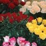 Эхо Евромайдана: В Севастополе снесут цветочный рынок