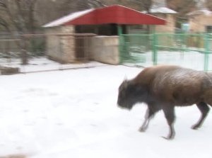 Мерзнут не только люди, не сладко приходится в морозные дни и животным.