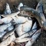 Улов на 50 тыс. подорвал репутация крымского рыбака