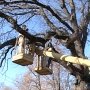 4 километра гирлянд использовали для украшения дуба на поляне сказок в Симферопольском Детском парке.