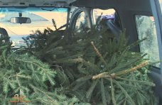 В Белогорске лесники задержали автомобиль с елками