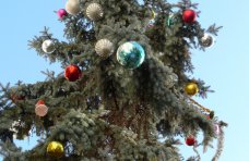 В Симферополе нарядили живую елку