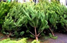 Новогодние елки в Алуште будут продавать в трёх местах