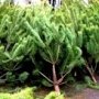 Новогодние елки в Алуште будут продавать в трёх местах