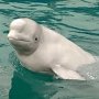 В Керчи на переправе спасали дельфина