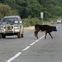 Три человека пострадали в дтп из-за коровы