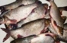 В Нижнегорском районе закрыли незаконно работающий рыбный цех