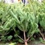 В Столице Крыма новогодние елки будут продавать в 36 местах