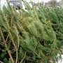 В Столице Крыма открыли 36 пунктов продажи новогодних елок