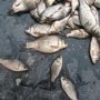 В Крыму сельским рыбакам не дали унести 5 тысяч карасей