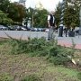 В Столице Крыма вандалы сломали следующий кедр в новом сквере