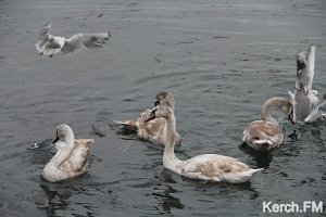 Экологи отрицают, что на набережной Керчи разлился мазут