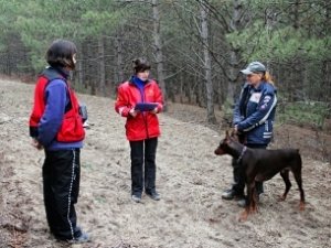 Собак-спасателей тестируют на профпригодность в Крыму