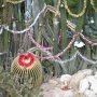 Кактусы вместо елки нарядили в Крыму