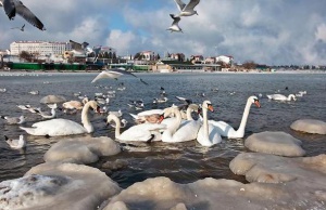 Глава Севастополя официально попросил не обижать птиц