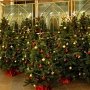В Крыму к Новому году продали почти 9 тыс. елок