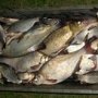 В Красноперекопске браконьер наловил рыбы на 7 тыс. гривен.