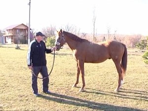 Уникальную породу лошадей разводят в Крыму