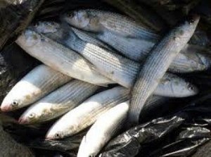 Инспекторы Керченской рыбоохраны поймали браконьеров