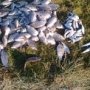 На севере Крыма браконьер наловил рыбы на 5 тыс. гривен.