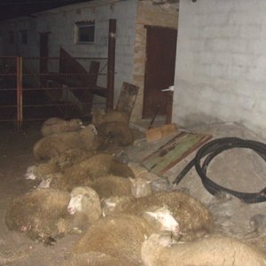Житель Черноморского района месяц «готовился» к встрече Нового года, воруя чужих овец