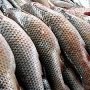 Инспекторы рыбохраны Керчи задержали браконьеров