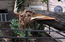 В Джанкое упавшее дерево повредило газопровод и линии электропередач