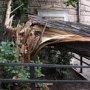 В Джанкое упавшее дерево повредило газопровод и линии электропередач