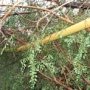 В Джанкойском районе упавшие деревья повредили газопровод в нескольких местах