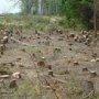 Лесничий в Крыму за 3 тыс. гривен. выдал разрешение на незаконную вырубку леса