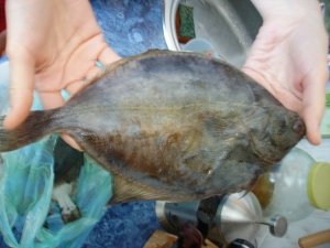 В Керчи рыбоохрана обнаружила сети с камбалой