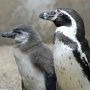 Пингвины могут поселиться в Крыму