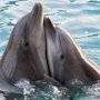 Пару дельфинов поженят в Крыму