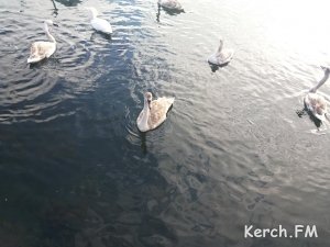 В Керчи желают отстрелить лебедей