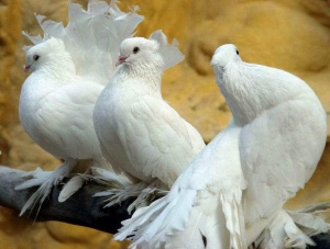 Подросток украл более 20 голубей у своего односельчанина